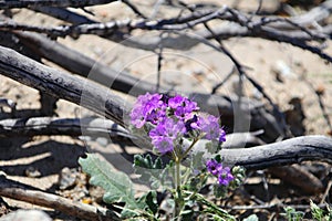 California Wildflower Series - Caltha Leafed Phacelia - Phacelia calthifolia - Anza-Borrego Desert State Park photo