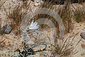 California Wildflower Series - Desert Lily - Hesperocallis undulata - Anza-Borrego Desert State Park