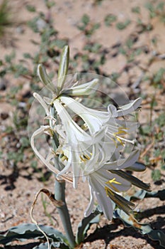 California Wildflower Series - Desert Lily - Hesperocallis undulata - Anza-Borrego Desert State Park