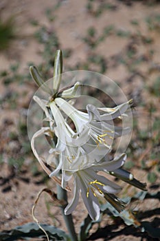 California Wildflower Series - Desert Lily - Hesperocallis undulata - Anza-Borrego Desert State Park