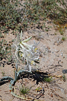 California Wildflower Series - Desert Lily - Hesperocallis undulata - Anza-Borrego Desert State Park