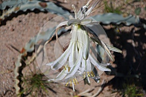 California Wildflower Series - Desert Lily - Hesperocallis undulata - Anza-Borrego Desert State Park