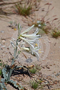California Wildflower Series - Desert Lily - Hesperocallis undulata - Anza-Borrego Desert State Park