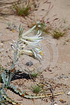 California Wildflower Series - Desert Lily - Hesperocallis undulata - Anza-Borrego Desert State Park