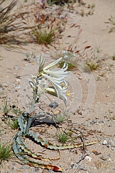 California Wildflower Series - Desert Lily - Hesperocallis undulata - Anza-Borrego Desert State Park