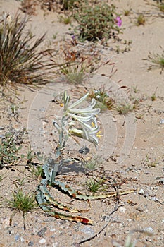 California Wildflower Series - Desert Lily - Hesperocallis undulata - Anza-Borrego Desert State Park photo