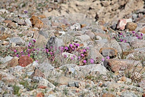 California Wildflower Series - Purple Desert Sand Verbena Flowers - Anza-Borrego Desert State Park photo