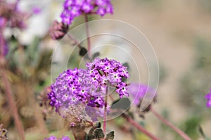 California Wildflower Series - Spring bloom Superbloom Purple Flowers at Anza Borrego Desert
