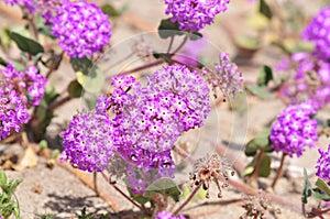 California Wildflower Series - Spring bloom Superbloom Purple Flowers at Anza Borrego Desert