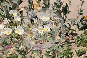 California Wildflower Series - Spring bloom Superbloom White Flowers at Anza Borrego Desert