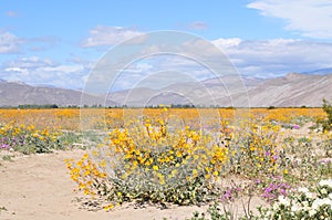 California Wildflower Series - Spring bloom Superbloom Yellow Flowers at Anza Borrego Desert