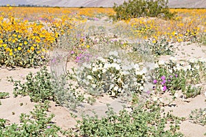 California Wildflower Series - Spring bloom Superbloom Yellow Flowers at Anza Borrego Desert