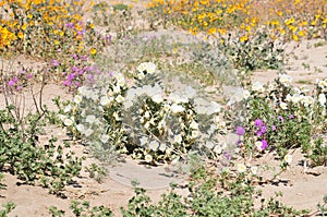 California Wildflower Series - Spring bloom Superbloom Yellow Flowers at Anza Borrego Desert