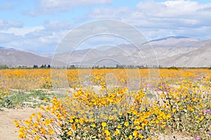 California Wildflower Series - Spring bloom Superbloom Yellow Flowers at Anza Borrego Desert