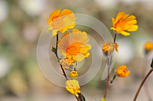 California Wildflower Series - Spring bloom Superbloom Yellow Flowers at Anza Borrego Desert