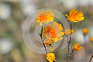 California Wildflower Series - Spring bloom Superbloom Yellow Flowers at Anza Borrego Desert