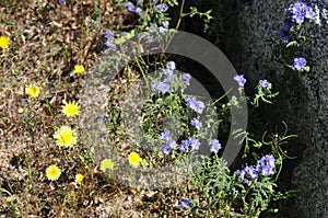 California Wildflower Series - Superbloom at Anza Borrego Desert State Park - Blue Phacelia