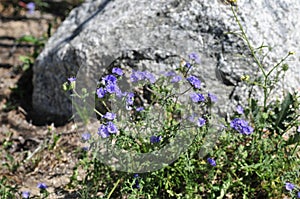 California Wildflower Series - Superbloom at Anza Borrego Desert State Park - Blue Phacelia