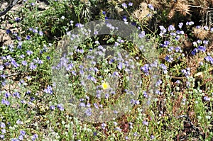California Wildflower Series - Superbloom at Anza Borrego Desert State Park - Blue Phacelia