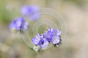 California Wildflower Series - Superbloom at Anza Borrego Desert State Park - Blue Phacelia