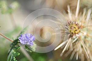 California Wildflower Series - Superbloom at Anza Borrego Desert State Park - Blue Phacelia