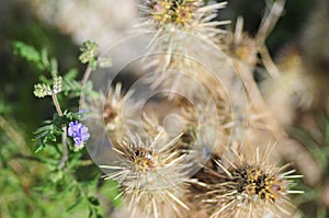 California Wildflower Series - Superbloom at Anza Borrego Desert State Park - Blue Phacelia