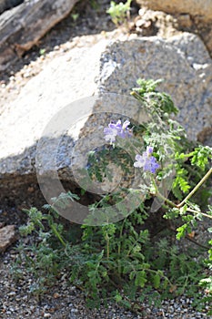 California Wildflower Series - Superbloom at Anza Borrego Desert State Park - Blue Phacelia