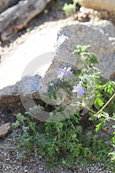 California Wildflower Series - Superbloom at Anza Borrego Desert State Park - Blue Phacelia