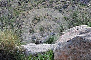 California Wildflower Series - Superbloom at Anza Borrego Desert State Park - Blue Phacelia