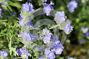 California Wildflower Series - Superbloom at Anza Borrego Desert State Park - Blue Phacelia