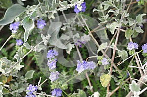 California Wildflower Series - Superbloom at Anza Borrego Desert State Park - Blue Phacelia