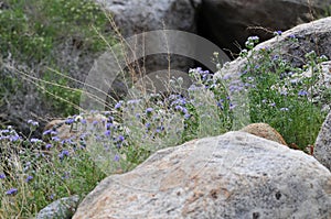 California Wildflower Series - Superbloom at Anza Borrego Desert State Park - Blue Phalecia