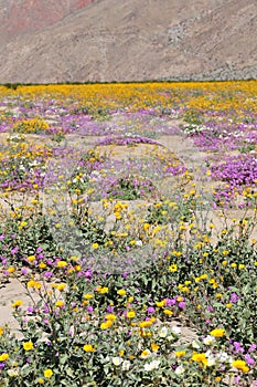 California Wildflower Series - Superbloom at Anza Borrego Desert State Park - Mountains