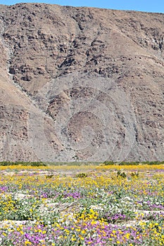 California Wildflower Series - Superbloom at Anza Borrego Desert State Park - Mountains