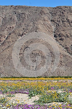 California Wildflower Series - Superbloom at Anza Borrego Desert State Park - Mountains