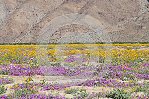 California Wildflower Series - Superbloom at Anza Borrego Desert State Park - Mountains