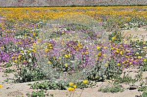 California Wildflower Series - Superbloom at Anza Borrego Desert State Park - Mountains