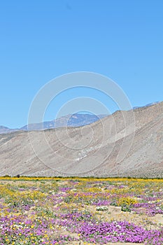 California Wildflower Series - Superbloom at Anza Borrego Desert State Park - Mountains