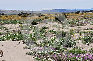 California Wildflower Series - Superbloom at Anza Borrego Desert State Park - Mountains