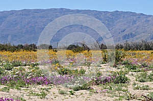 California Wildflower Series - Superbloom at Anza Borrego Desert State Park - Mountains