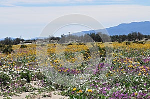 California Wildflower Series - Superbloom at Anza Borrego Desert State Park - Mountains