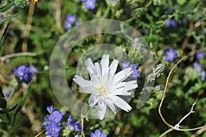 California Wildflower Series - Superbloom - Blue Phacelia and White California Chicory