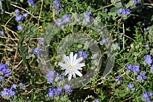 California Wildflower Series - Superbloom - Blue Phacelia and White California Chicory