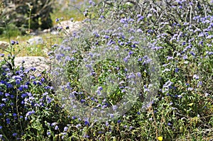 California Wildflower Series - Superbloom - Blue Phacelia and White California Chicory