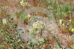 California Wildflower Series - Superbloom - brown-eyed primrose - Chylismia claviformis