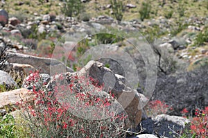 California Wildflower Series - Superbloom - Chuparosa - Justicia californica photo