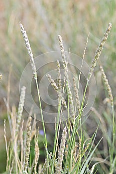 California Wildflower Series - Superbloom - Desert Grasses