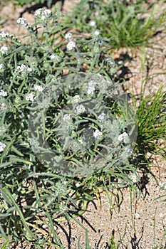 California Wildflower Series - Superbloom - Popcorn flowers and buds on desert fiddleneck plant