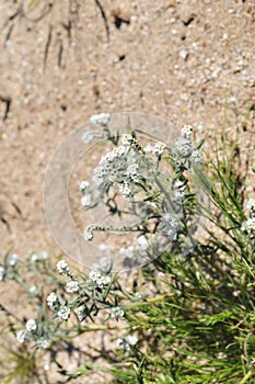 California Wildflower Series - Superbloom - Popcorn flowers and buds on desert fiddleneck plant