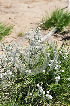 California Wildflower Series - Superbloom - Popcorn flowers and buds on desert fiddleneck plant